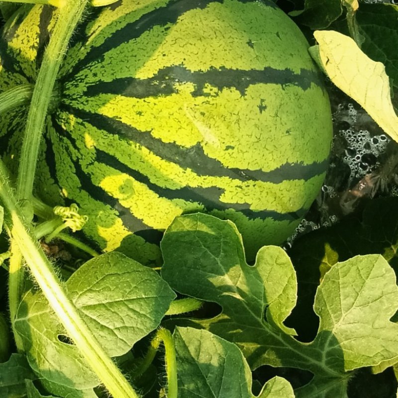 湖南汝城大棚麒麟西瓜大量上市