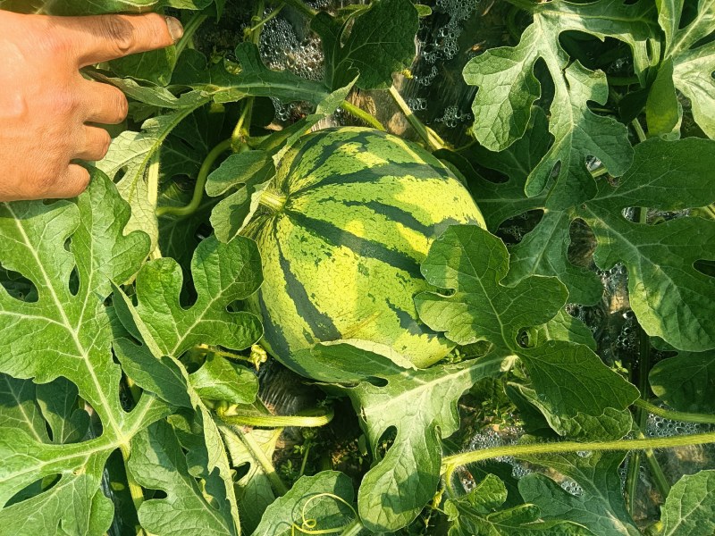 湖南汝城大棚麒麟西瓜大量上市