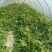 湖南汝城大棚麒麟西瓜大量上市