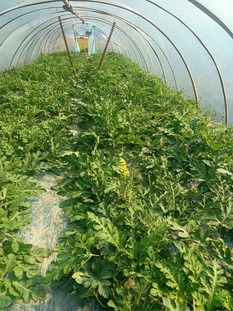 湖南汝城大棚麒麟西瓜大量上市