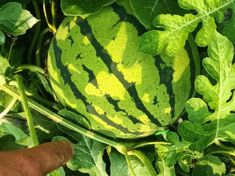 湖南汝城大棚麒麟西瓜大量上市