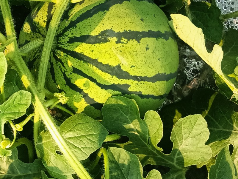 湖南汝城大棚麒麟西瓜大量上市