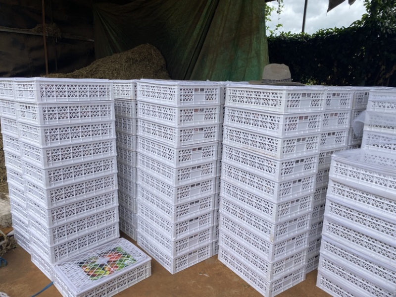自家1000亩红宝石桃园开园啦！