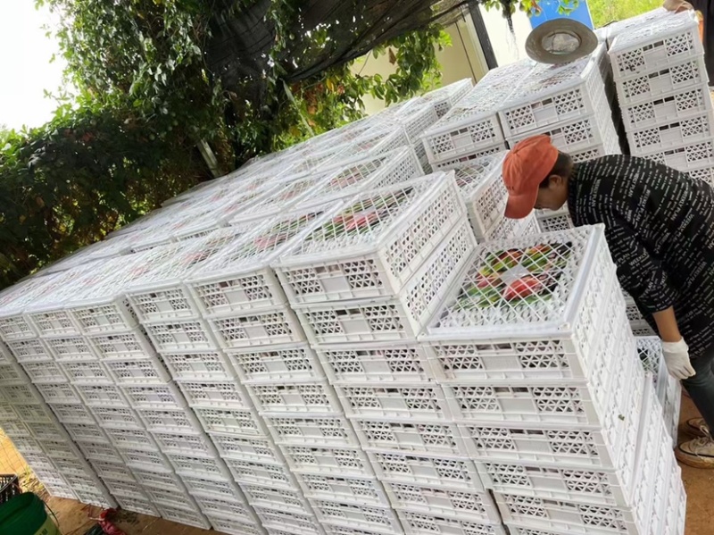 自家1000亩红宝石桃园开园啦！