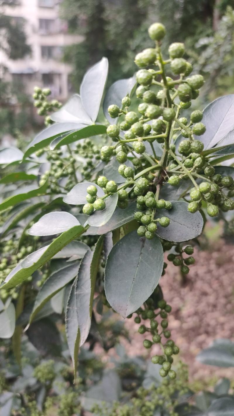 干红青花椒，鲜花椒批发