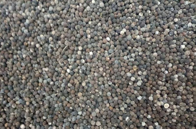 枳实落地果小柑橘大量现货产地直发大小规格都有货