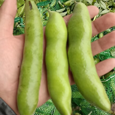 精品蚕豆刚上市有量需要的联系我