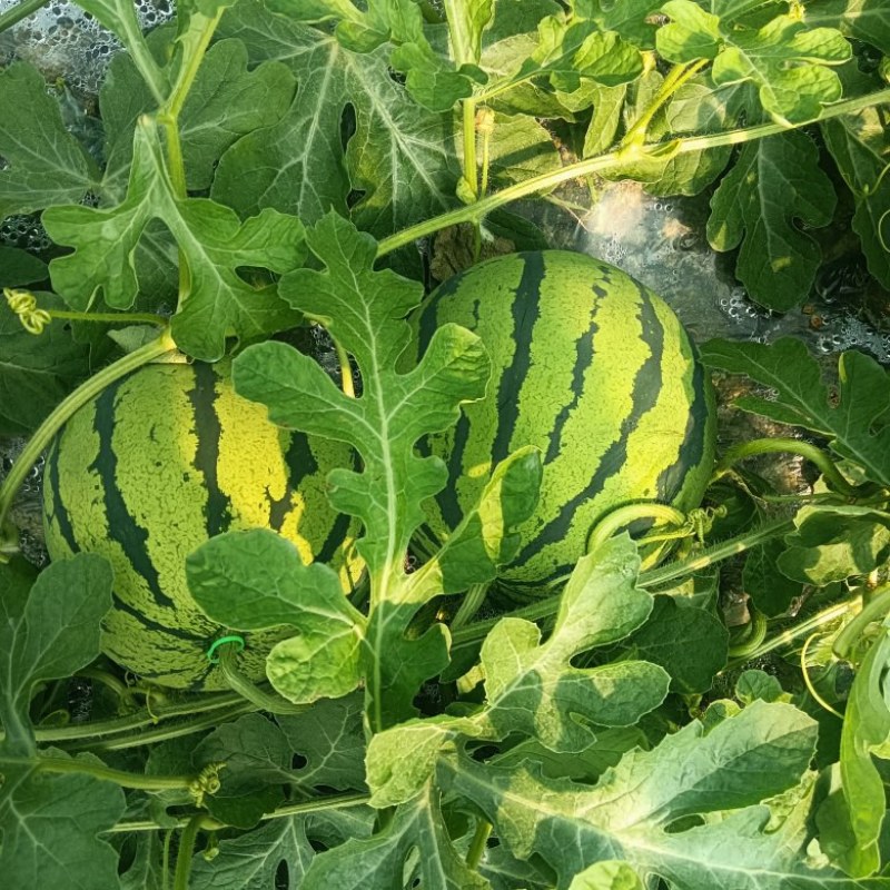 湖南汝城大棚麒麟西瓜大量上市
