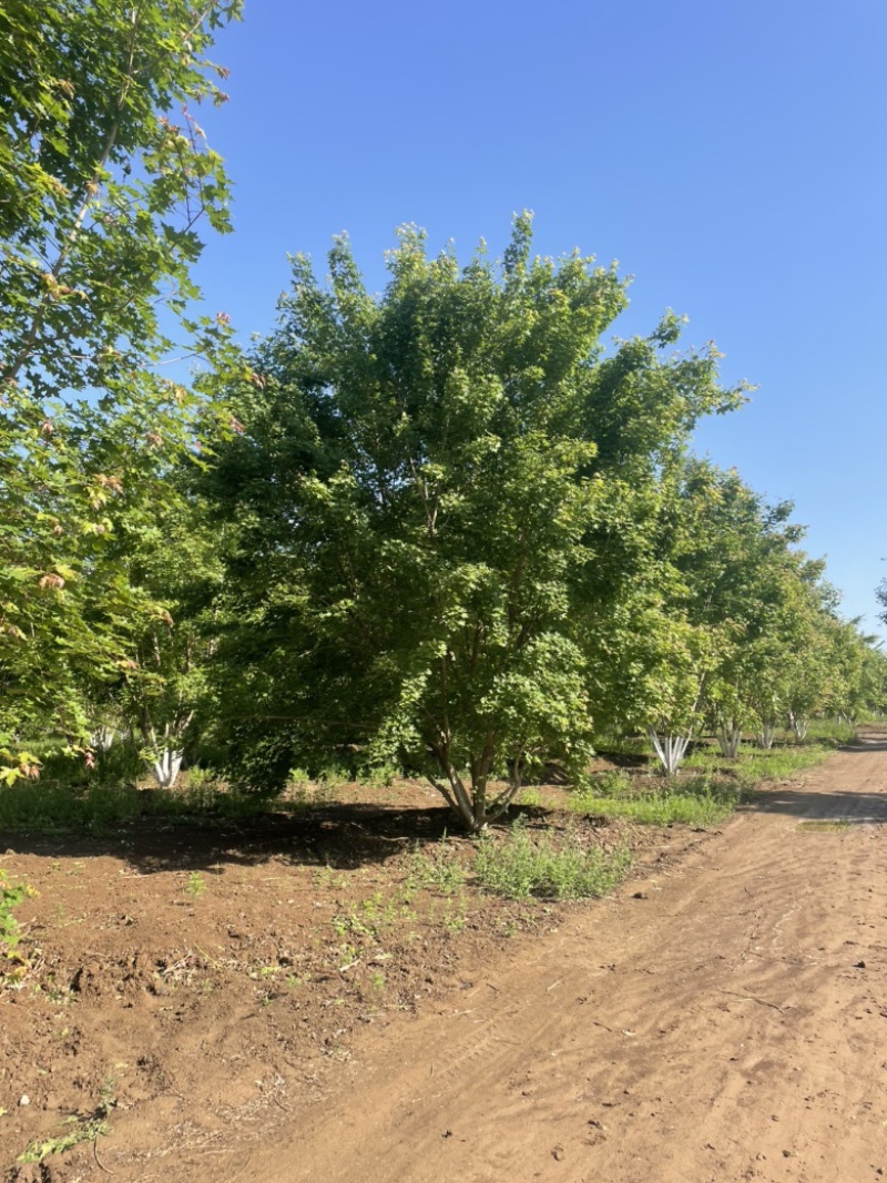 丛生元宝枫，元宝枫基地