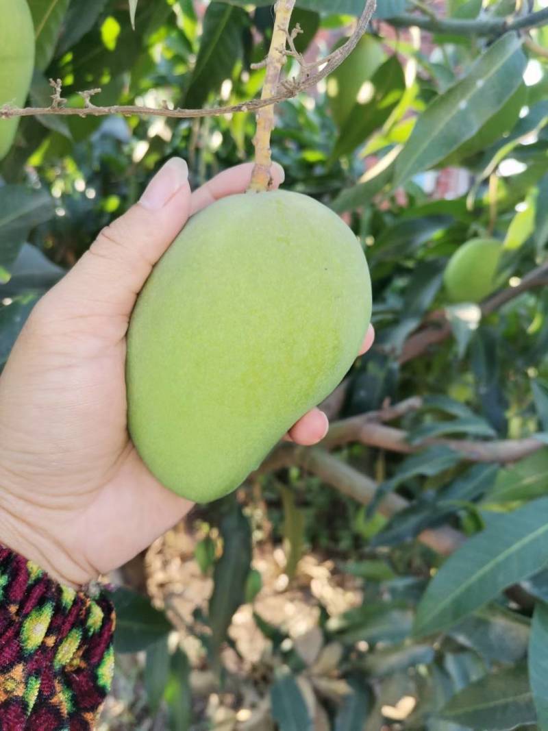 广西百色田阳区芒果（小台芒）欢迎各位老板来电咨询