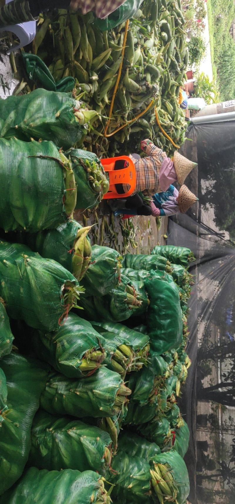 甜玉米太阳花糯玉米，厂地直销，专业代办，颗粒饱满，