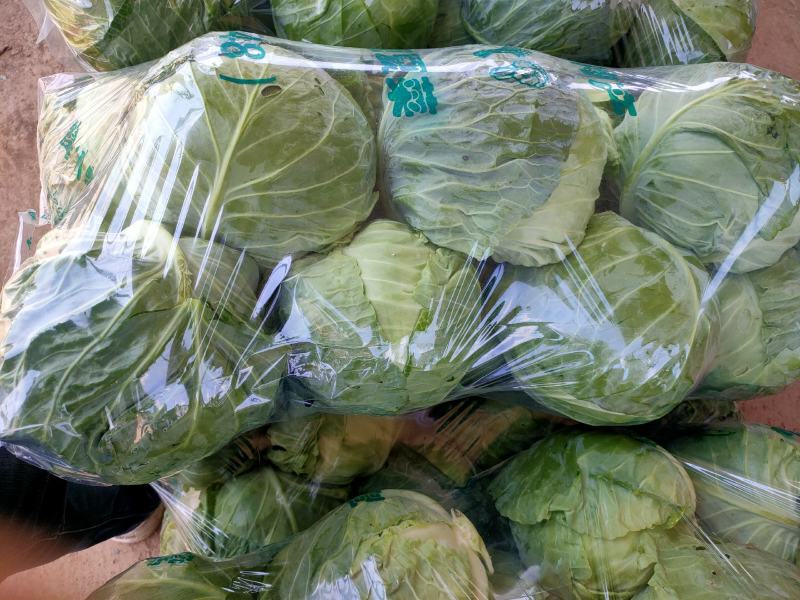 甘蓝，精品甘蓝大量上市，有专业打包团队，常年全国发货，疫
