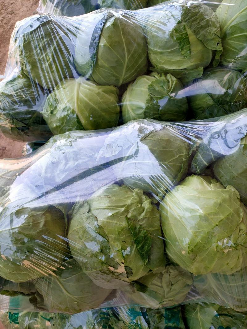 甘蓝，精品甘蓝大量上市，有专业打包团队，常年全国发货，疫