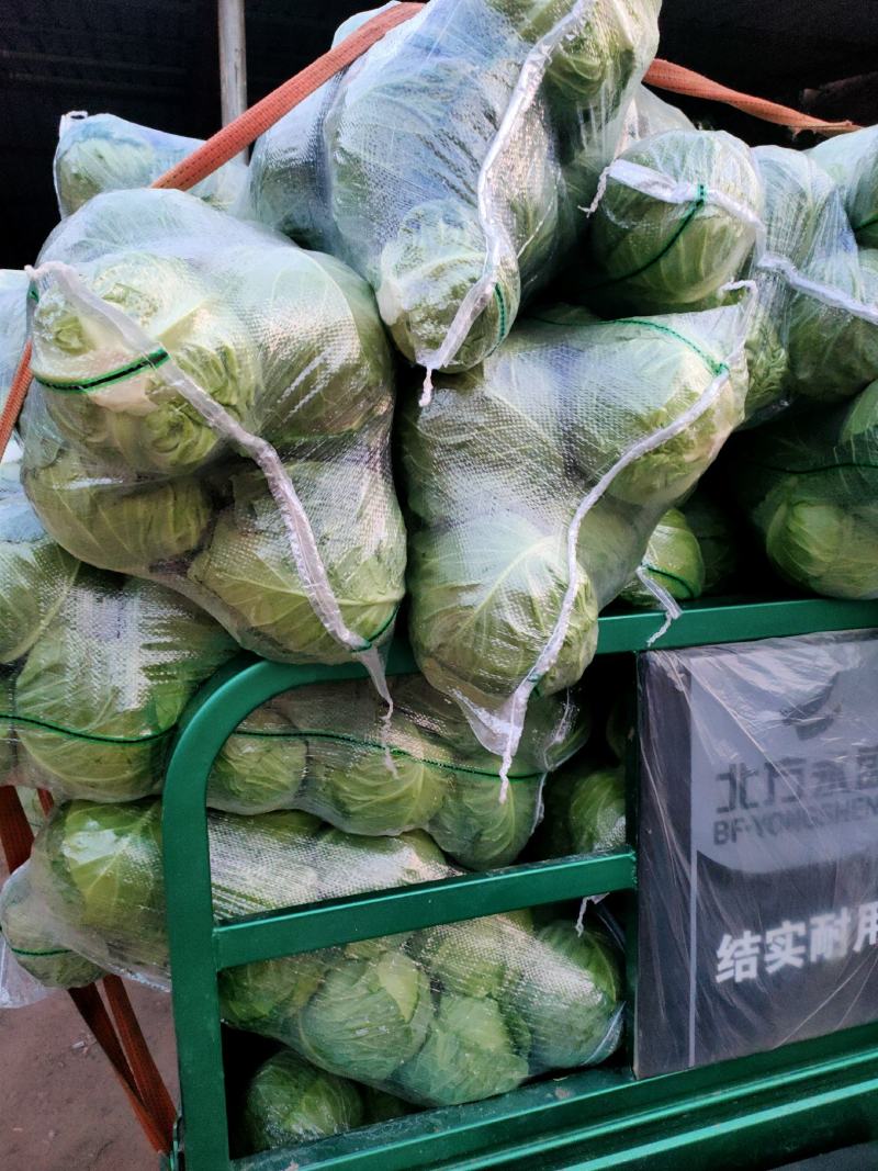 甘蓝，精品甘蓝大量上市，有专业打包团队，常年全国发货，疫