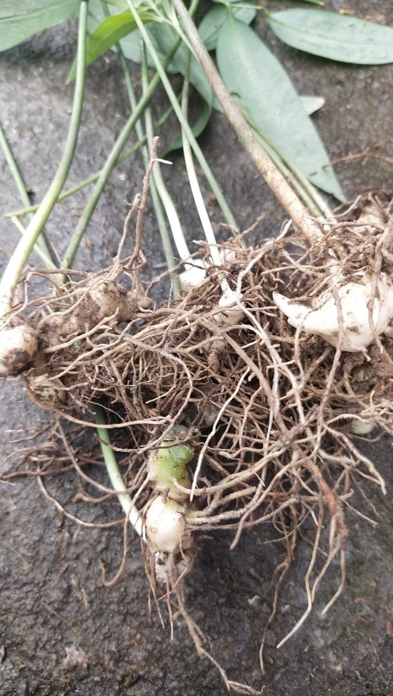 黄精苗