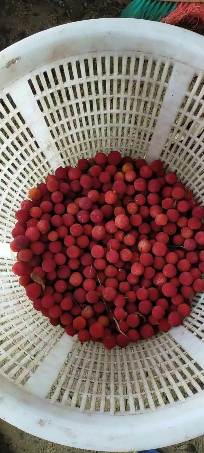 广东杨梅冰梅工厂榨汁梅罐头梅大量现货供应
