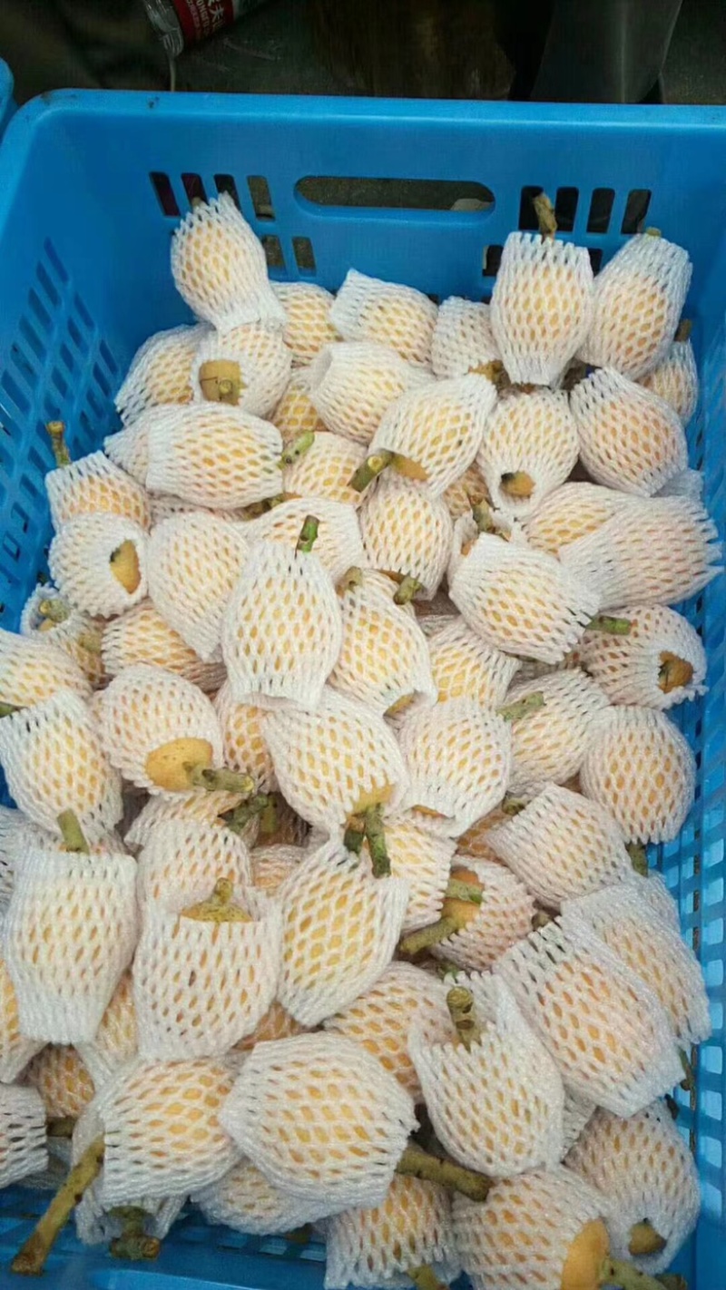 黄山歙县枇杷新安江畔的美食，吃起来滋润心肺的枇杷