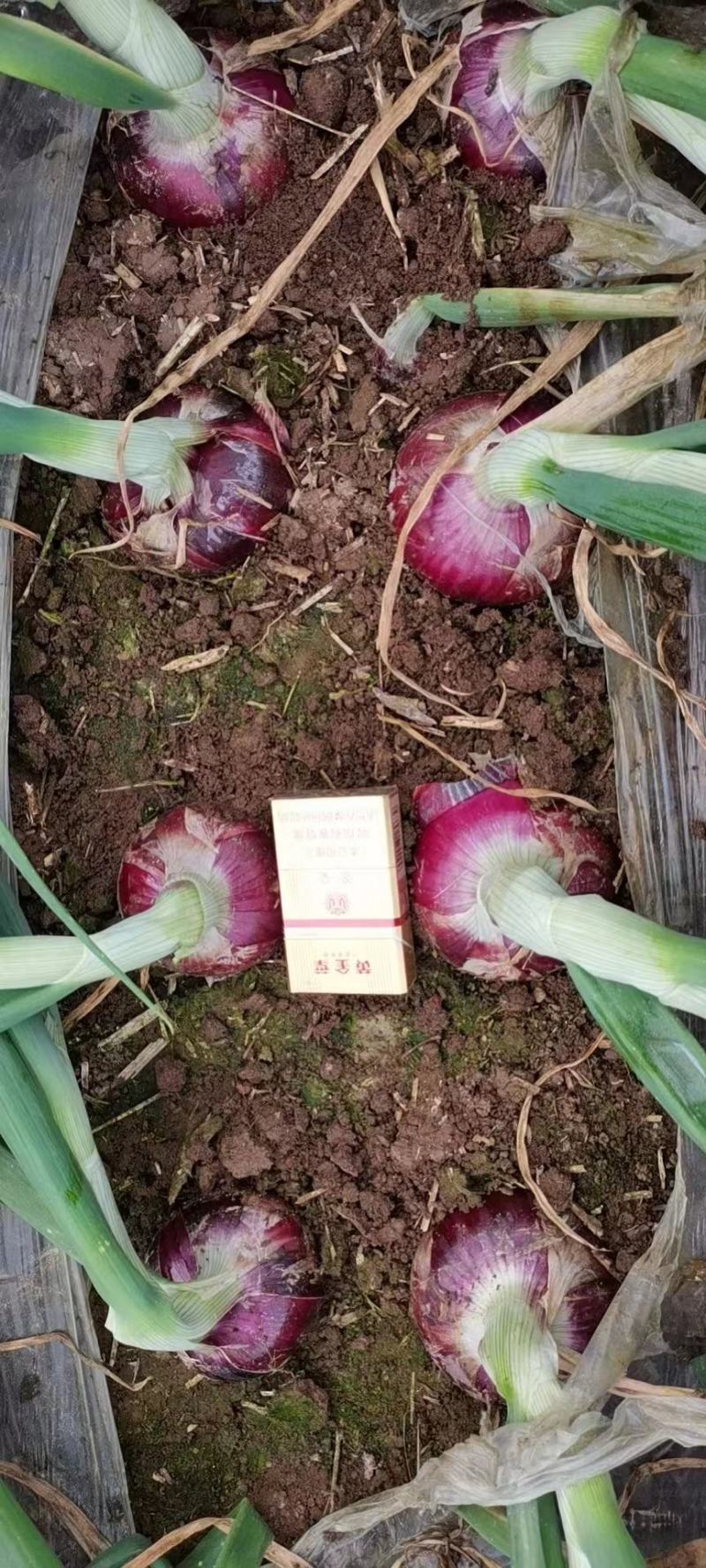 新鲜红洋葱大量上市中，价格不高，欢迎新老客户前来选购。