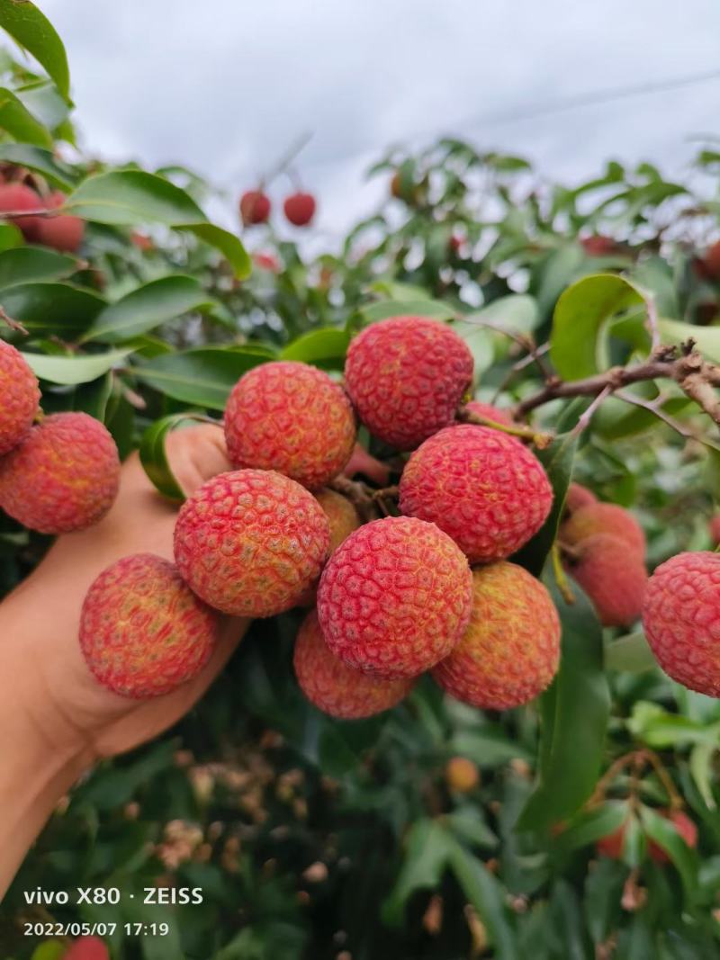 荔枝
