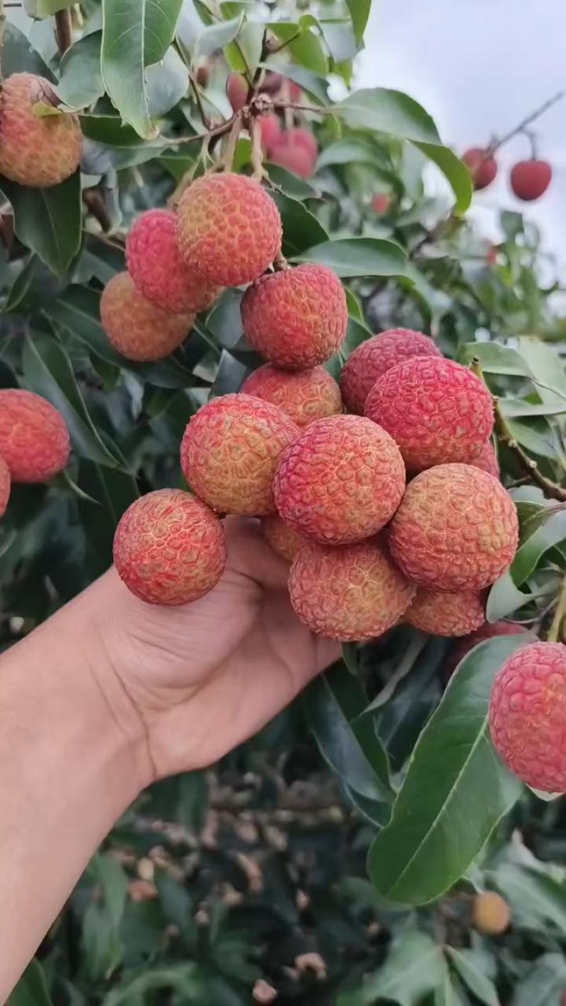 荔枝
