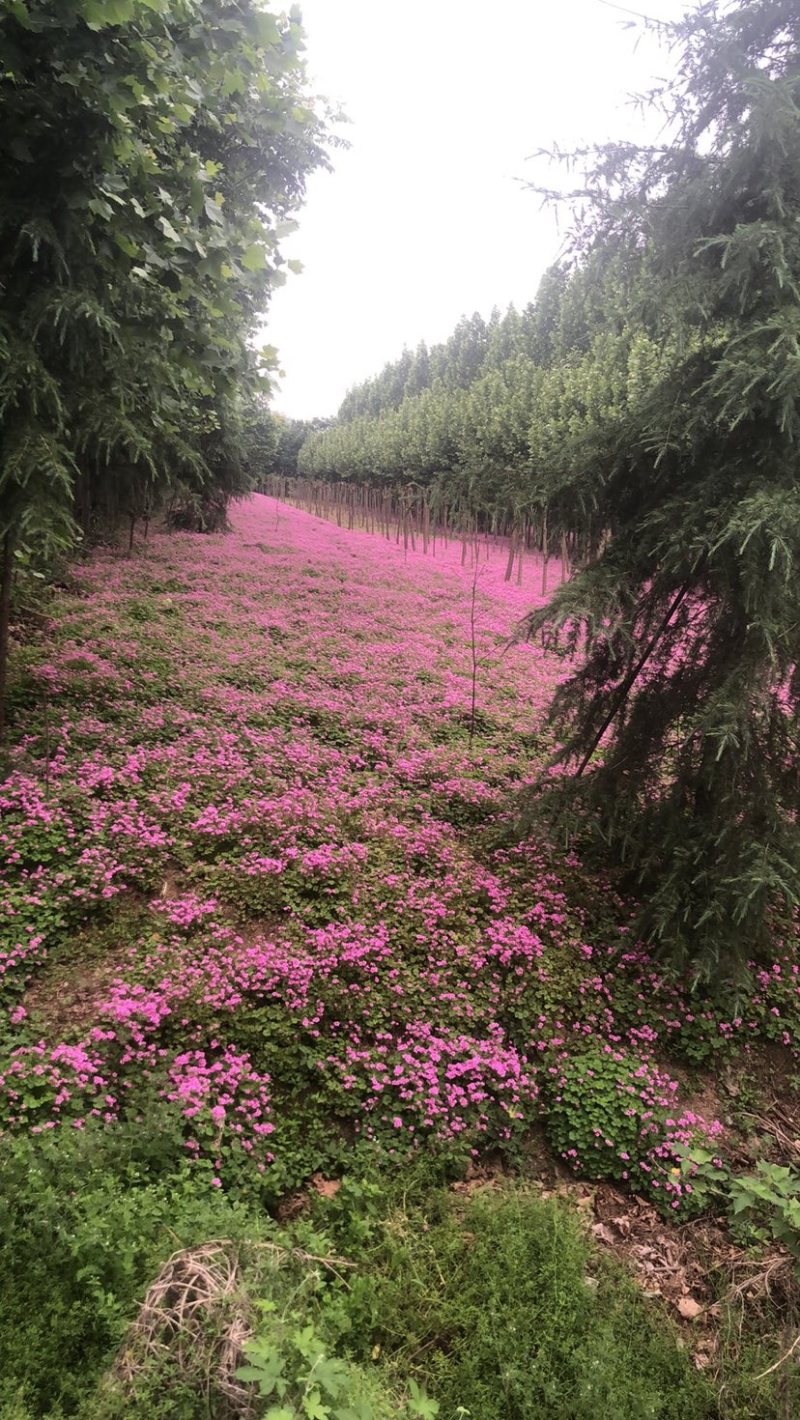 红花酢浆草大量供应