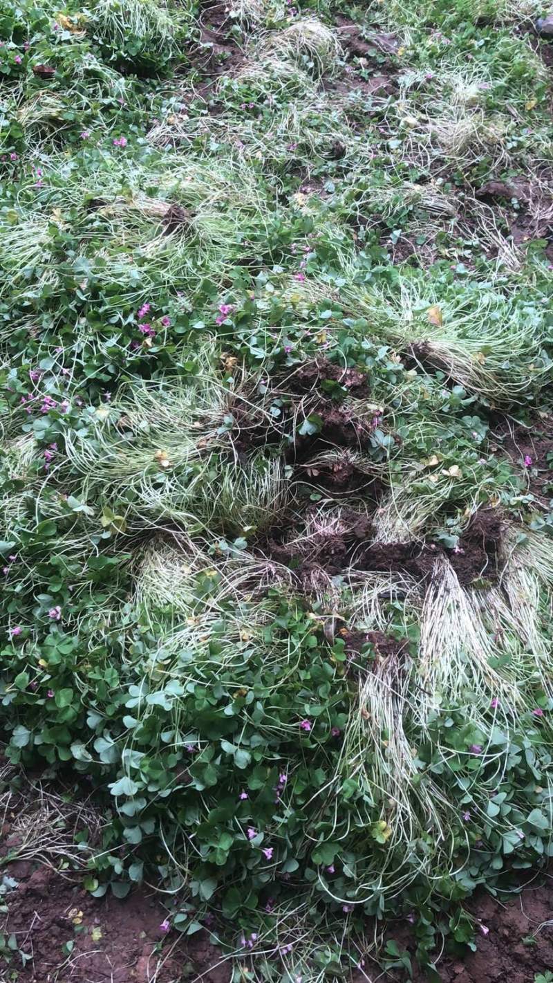 红花酢浆草大量供应