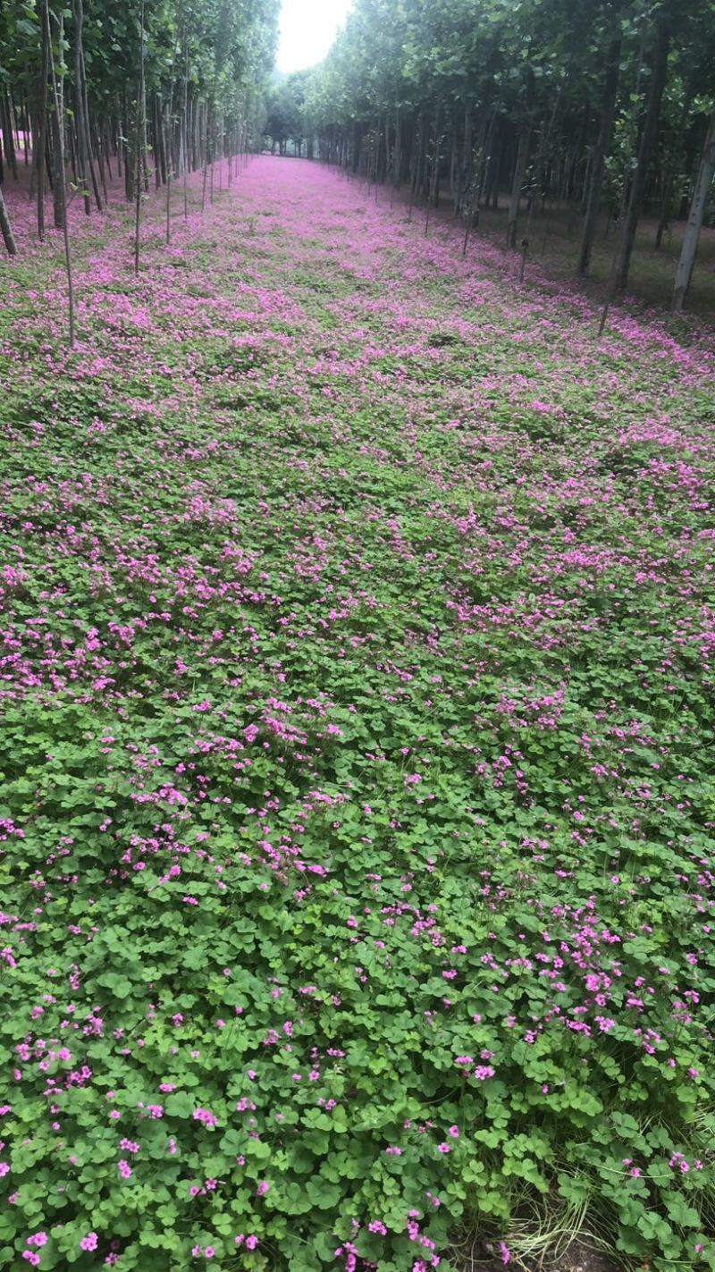 红花酢浆草大量供应