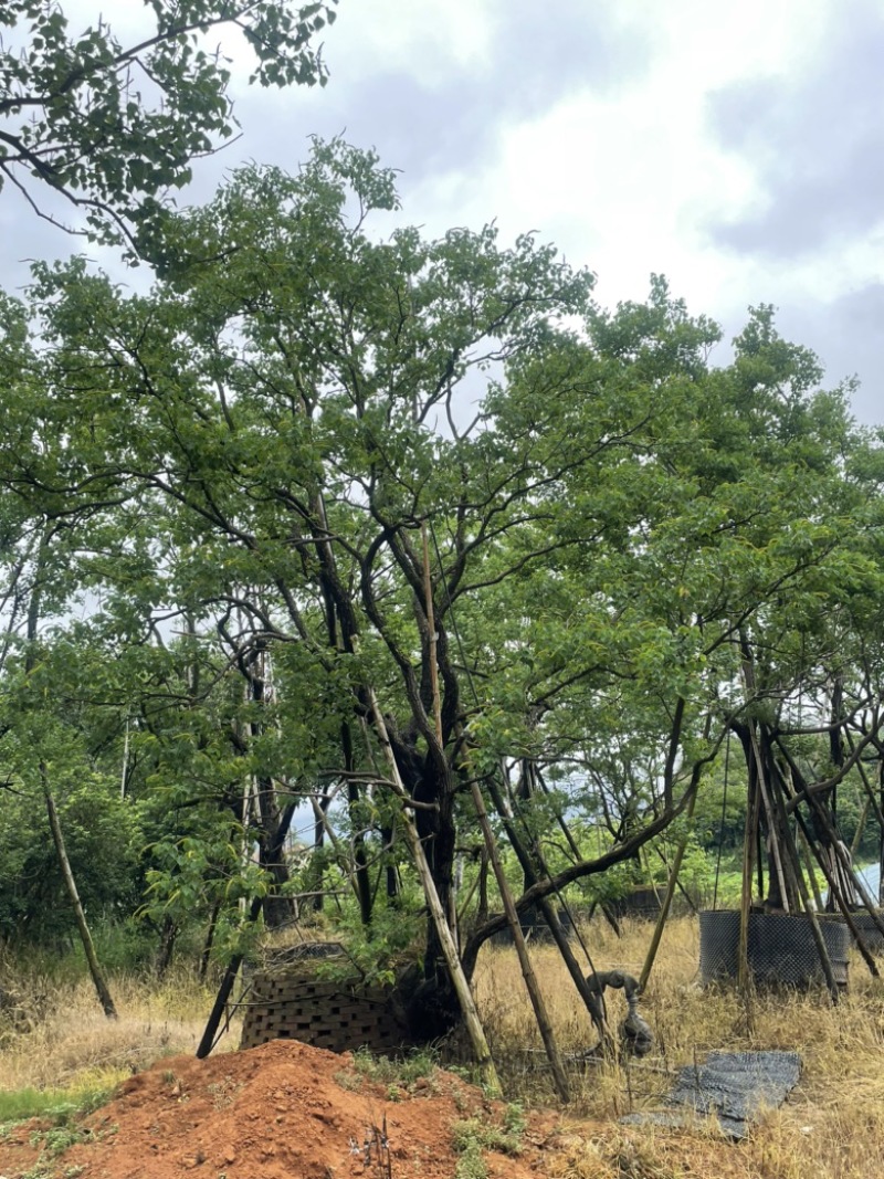 精品乌桕大量供应基地直发规格齐全可视频看货