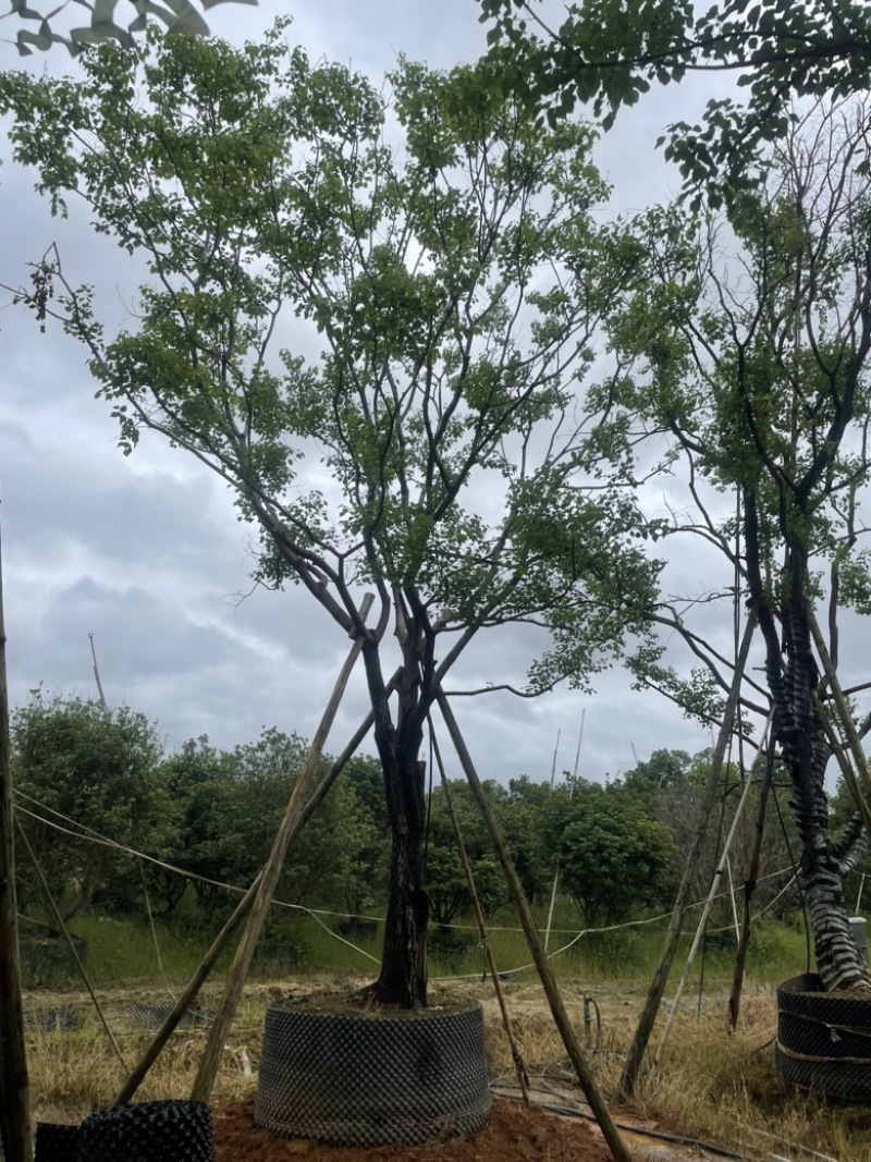 精品乌桕大量供应基地直发规格齐全可视频看货