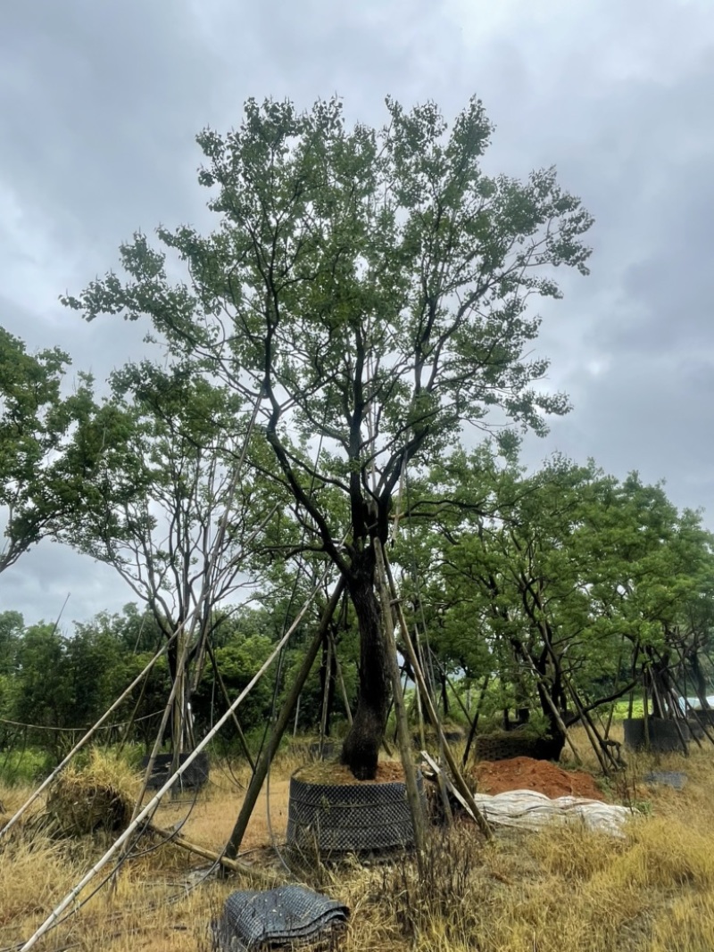 精品乌桕大量供应基地直发规格齐全可视频看货