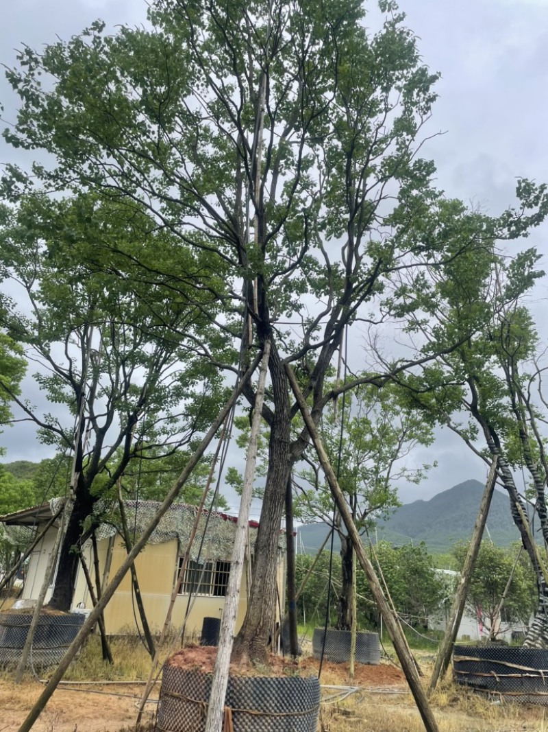精品乌桕大量供应基地直发规格齐全可视频看货