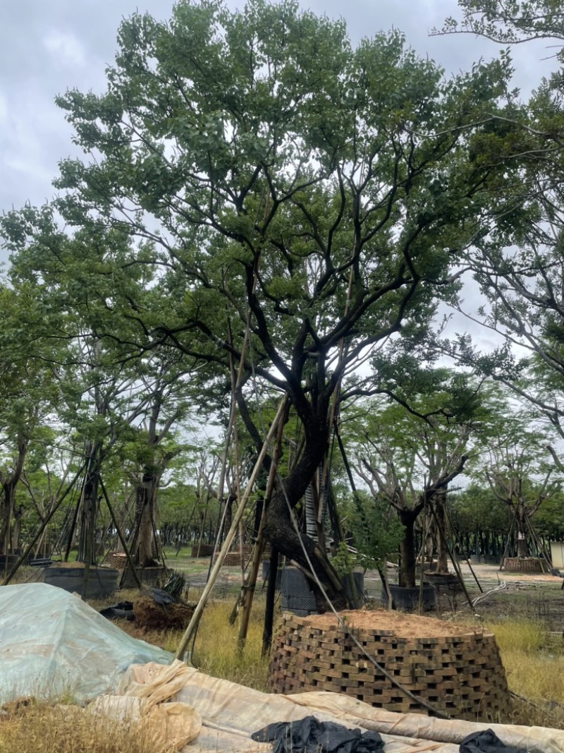 精品乌桕大量供应基地直发规格齐全可视频看货