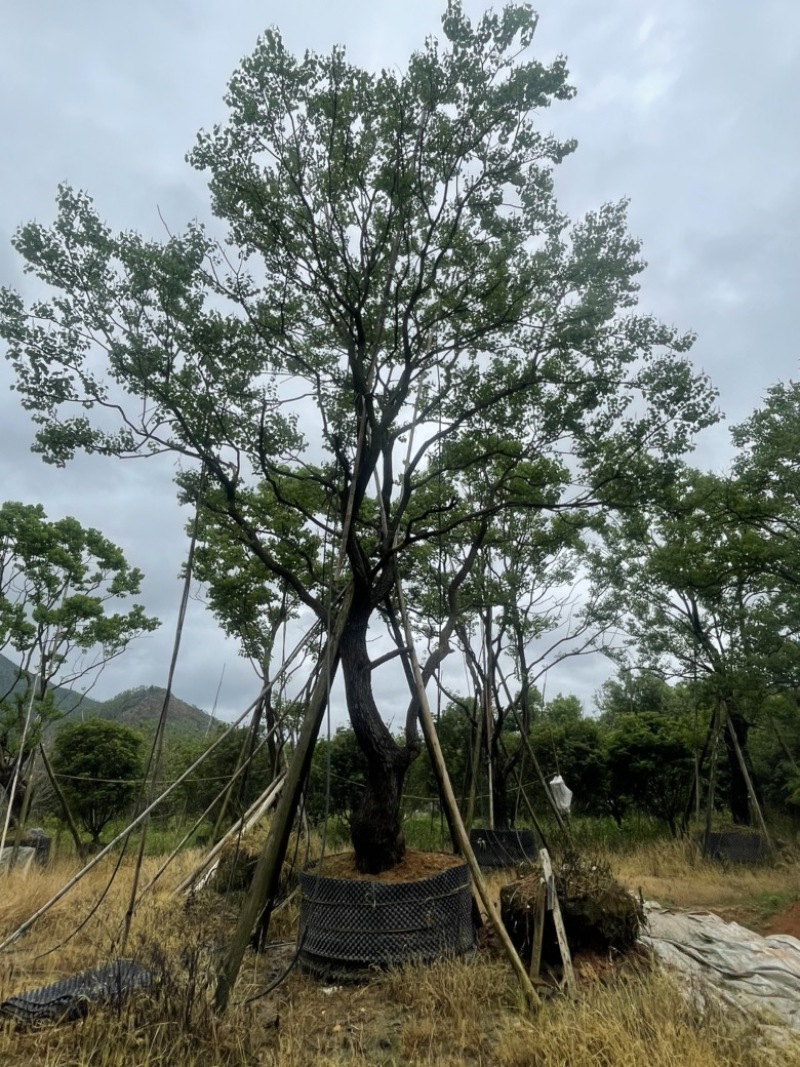 精品乌桕大量供应基地直发规格齐全可视频看货