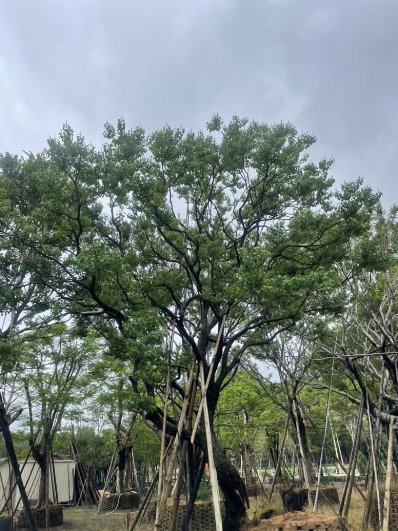 精品乌桕大量供应基地直发规格齐全可视频看货