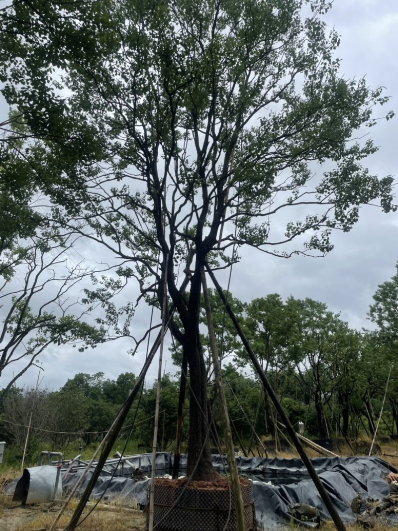 精品乌桕大量供应基地直发规格齐全可视频看货