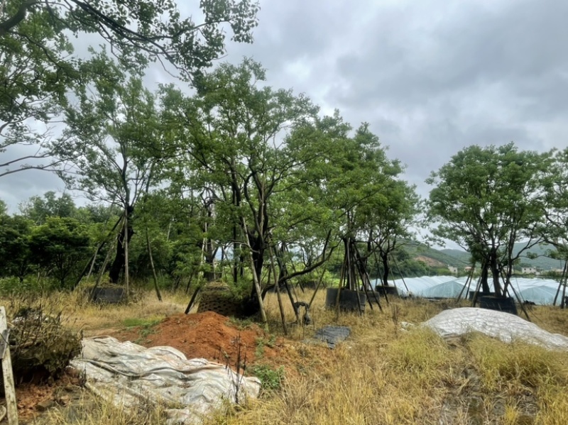 精品乌桕大量供应基地直发规格齐全可视频看货