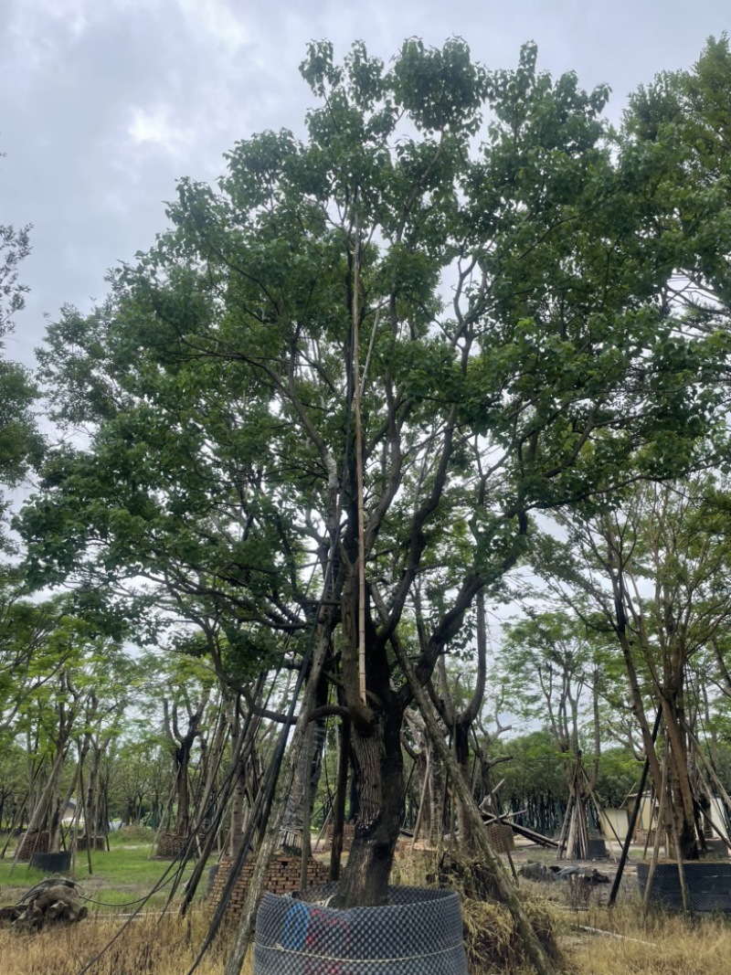 精品乌桕大量供应基地直发规格齐全可视频看货