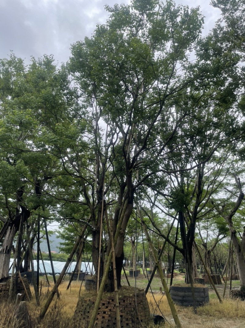 精品乌桕大量供应基地直发规格齐全可视频看货