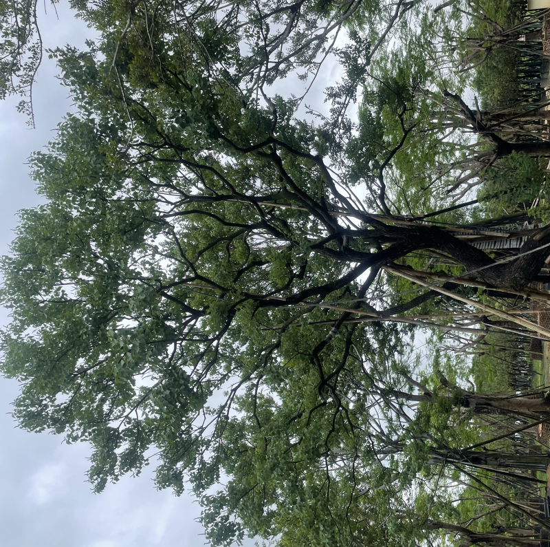 精品乌桕大量供应基地直发规格齐全可视频看货