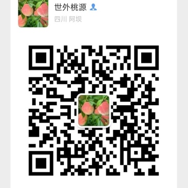 汶川车厘子自家果园