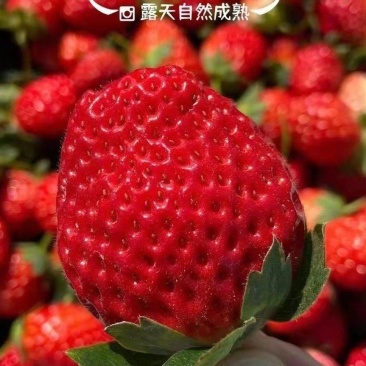 【基地直发】大凉山露天草莓奶油草莓现摘现发一件代发