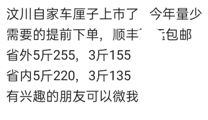 汶川车厘子自家果园