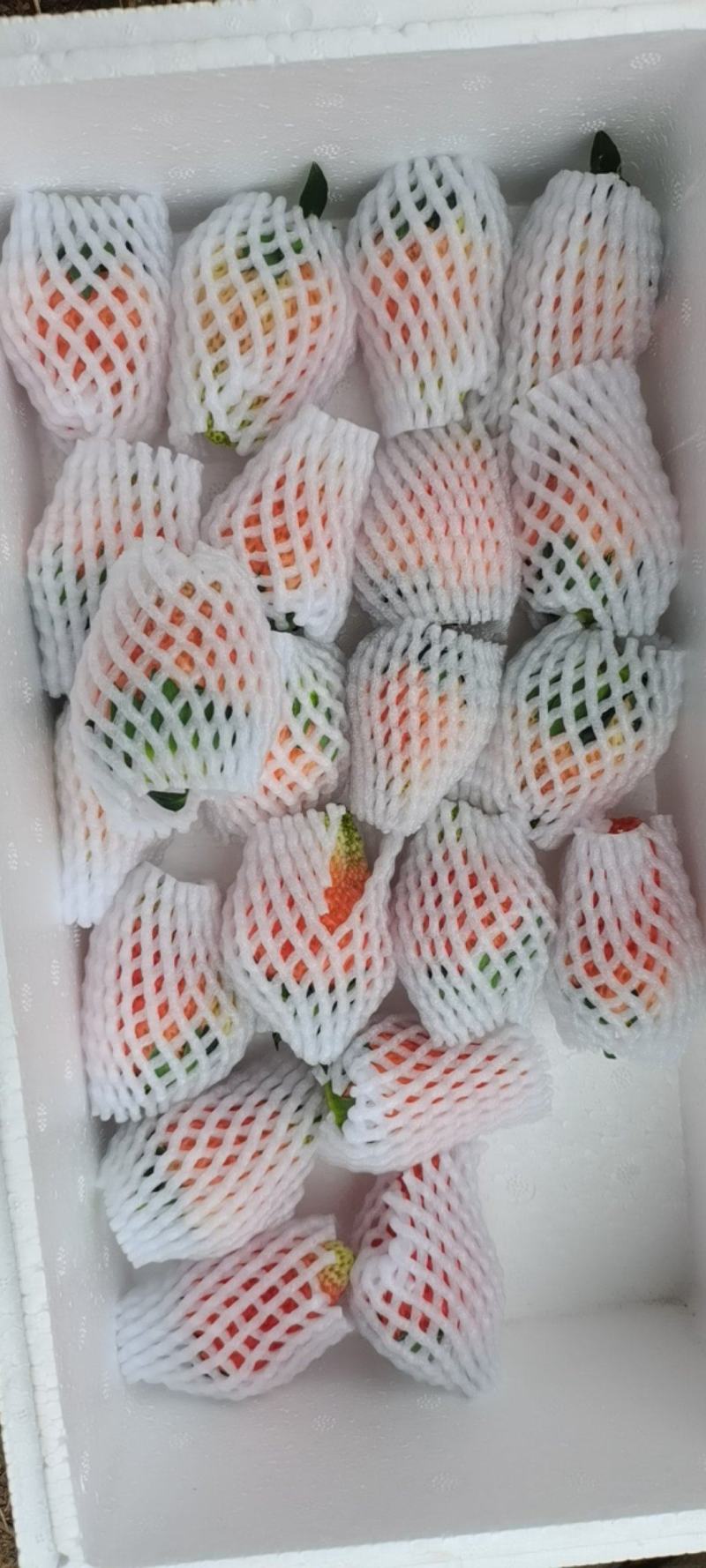 【基地直发】大凉山露天草莓奶油草莓现摘现发一件代发