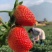 【基地直发】大凉山露天草莓奶油草莓现摘现发一件代发