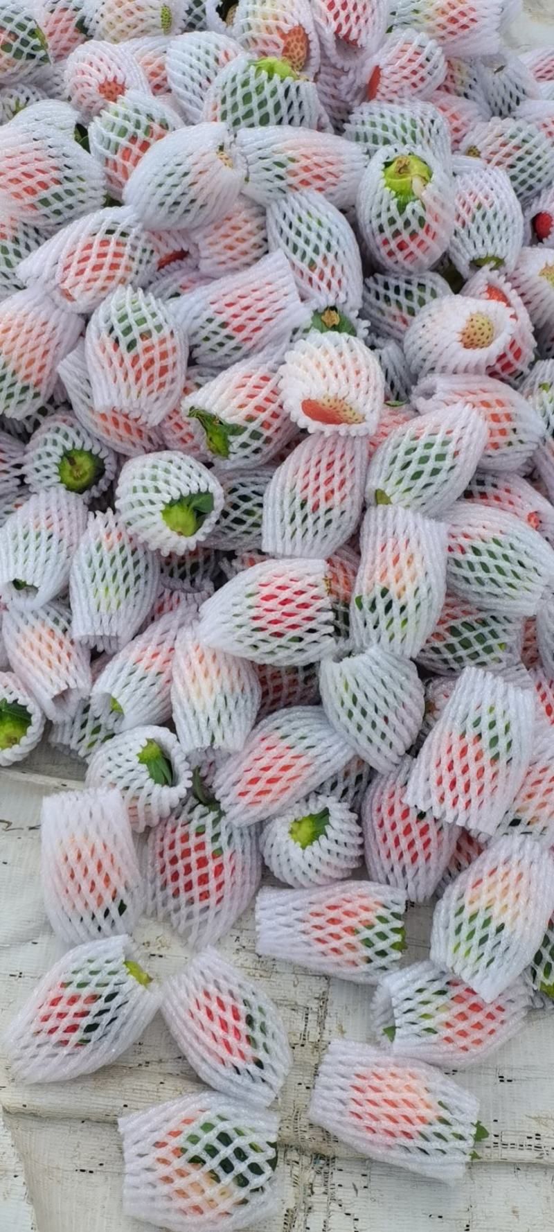 【基地直发】大凉山露天草莓奶油草莓现摘现发一件代发
