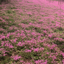 红花酢浆草大量供应