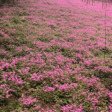 红花酢浆草大量供应