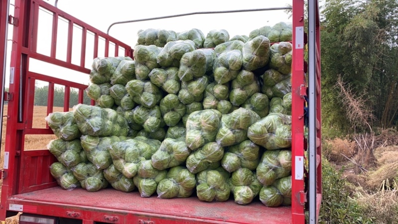 【精品】包菜甘蓝基地直发大量现货欢迎咨询