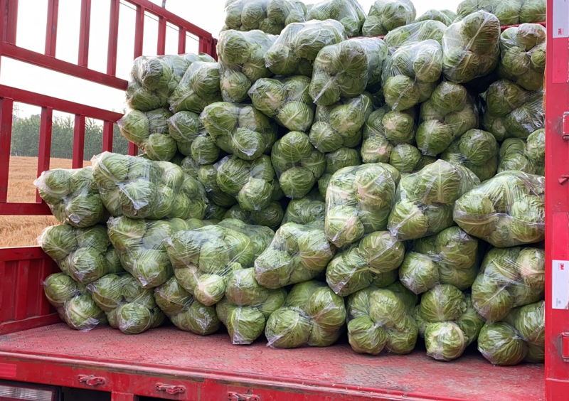 【精品】包菜甘蓝基地直发大量现货欢迎咨询