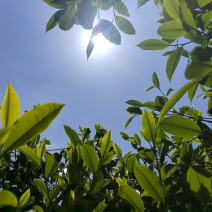 生态茶